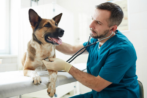 man, animal, care, clinic, doctor, dog, examining, hospital, ill, mammal, medical, pet, sick, specialist, treatment, vet, veterinarian, veterinary, cute, breed, purebred, patient, german, shepherd, sheepdog, pedigreed, clinician, occupation, profession, professional, gloved, healthcare, stethoscope, phonendoscope, brown, muzzle, paw